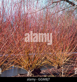Salix alba - subsp vitellina `Britzensis' AGM   TRS107279 Stock Photo